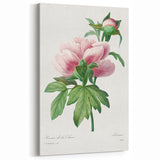 Neoclassical Art Print: Peony Flower - Elegant Botanical Wall Art
