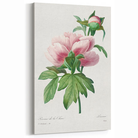 Neoclassical Art Print: Peony Flower - Elegant Botanical Wall Art