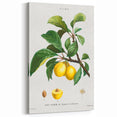 Neoclassical Art Print: Sainte-Catherine Plum - Classic Botanical Art