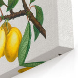 Neoclassical Art Print: Sainte-Catherine Plum - Classic Botanical Art