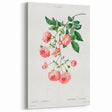 Neoclassical Art Prints: Rambler Rose (Rosa Multiflora) by Redouté