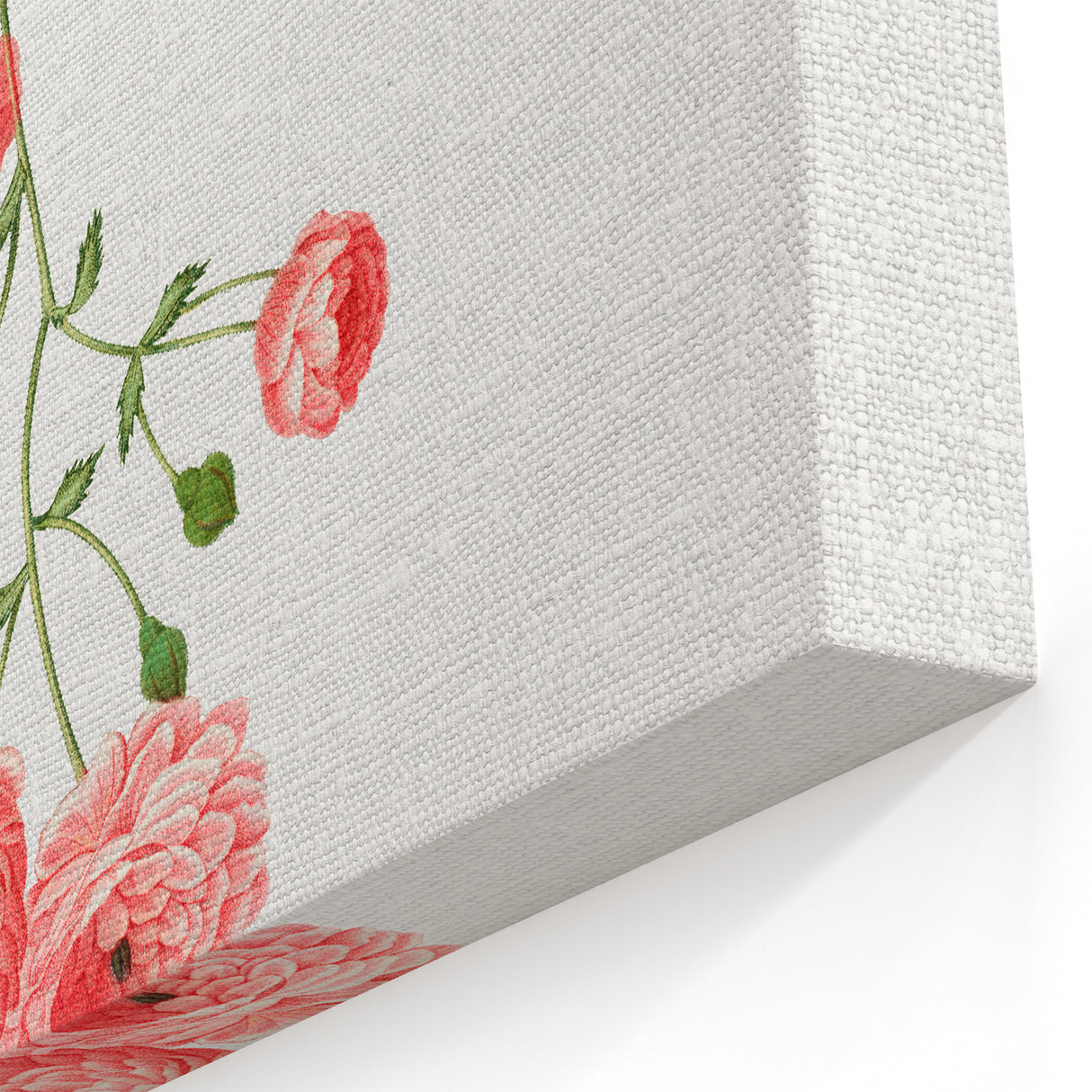 Neoclassical Art Prints: Rambler Rose (Rosa Multiflora) by Redouté