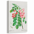 Neoclassical Art Prints: Robinia Rosea (Robinier Rose) by Redouté