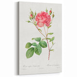 Neoclassical Art Prints: Rosa Centifolia Anglica Rubra by Redouté