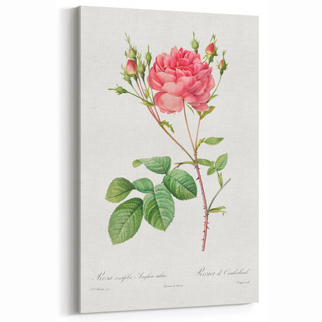 Neoclassical Art Prints: Rosa Centifolia Anglica Rubra by Redouté