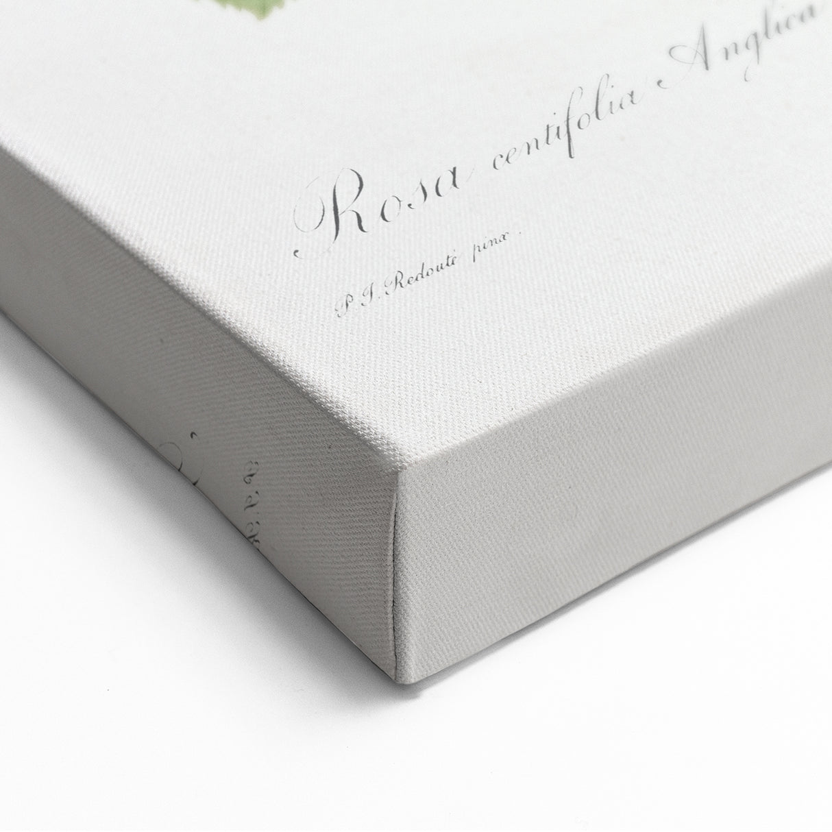 Neoclassical Art Prints: Rosa Centifolia Anglica Rubra by Redouté