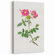 Neoclassical Art Prints: Rosa Collina Monsoniana by Pierre-Joseph Redouté