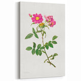 Neoclassical Art Prints: Rosa Collina Monsoniana by Pierre-Joseph Redouté
