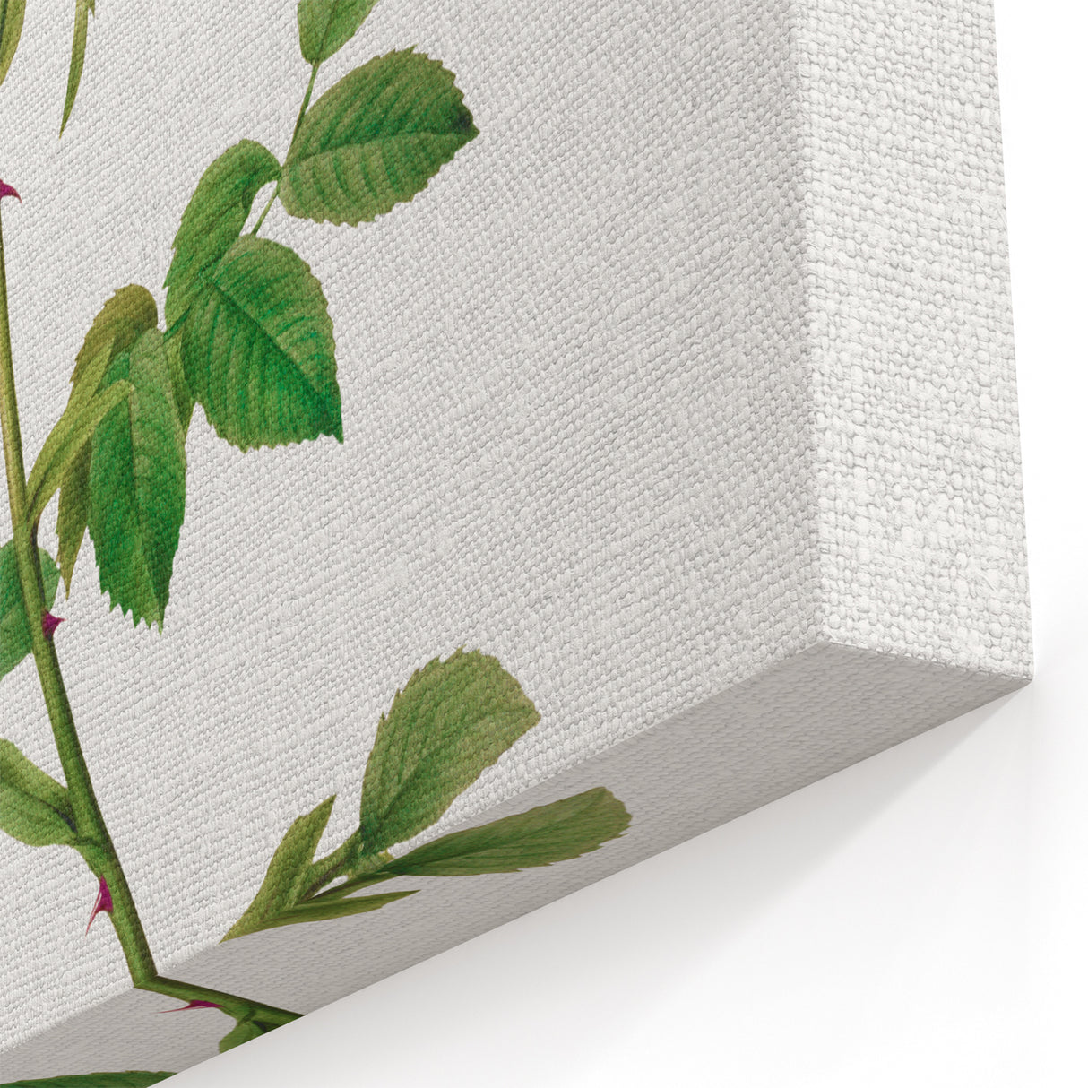 Neoclassical Art Prints: Rosa Collina Monsoniana by Pierre-Joseph Redouté