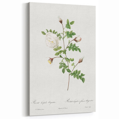 Neoclassical Silver-Flowered Hispid Rose Classical Art Print