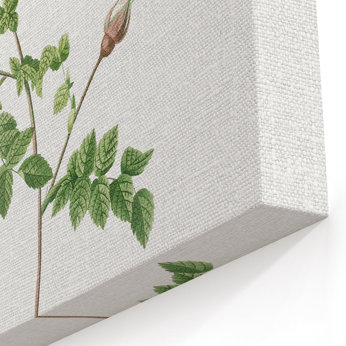 Neoclassical Silver-Flowered Hispid Rose Classical Art Print