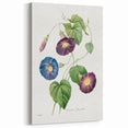 Neoclassical Morning Glory Star-Glory Floral Art Print