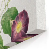Neoclassical Morning Glory Star-Glory Floral Art Print