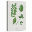 Neoclassical Botanical Art Print - Tree Leaf Set by Redouté