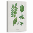 Neoclassical Botanical Art Print - Tree Leaf Set by Redouté