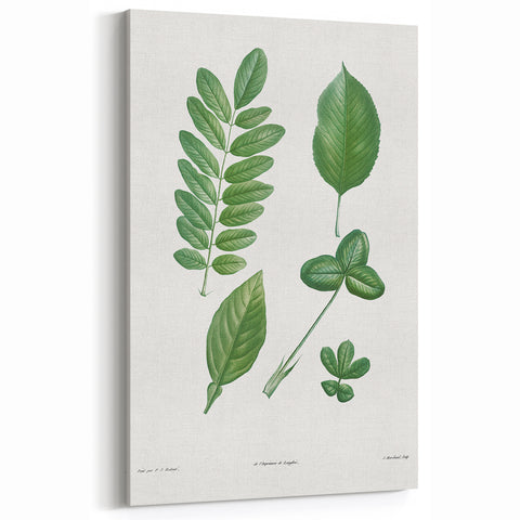 Neoclassical Botanical Art Print - Tree Leaf Set by Redouté