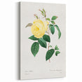 Neoclassical Art Print - Yellow Rose Botanical Illustration by Redouté