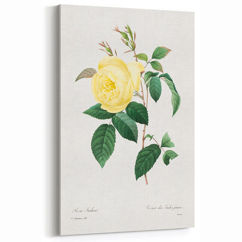 Neoclassical Art Print - Yellow Rose Botanical Illustration by Redouté