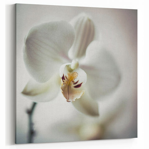 Abstract Floral Art - Elegant White Orchid on Canvas
