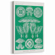 Modern Wall Art - Discomedusae by Ernst Haeckel - Intricate Marine Decor