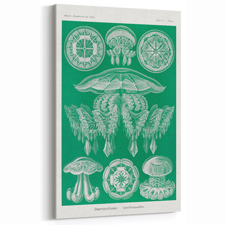 Modern Wall Art - Discomedusae by Ernst Haeckel - Intricate Marine Decor