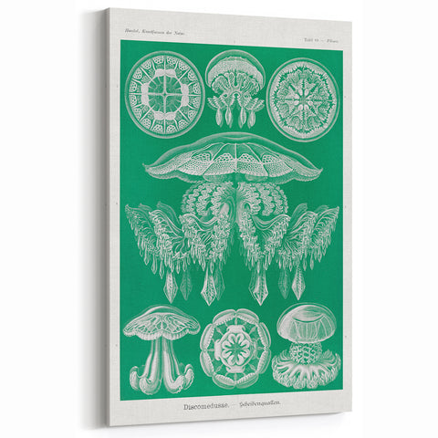 Modern Wall Art - Discomedusae by Ernst Haeckel - Intricate Marine Decor