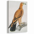 Vintage Wildlife Art - Detailed Illustration of a Majestic Tawny Eagle