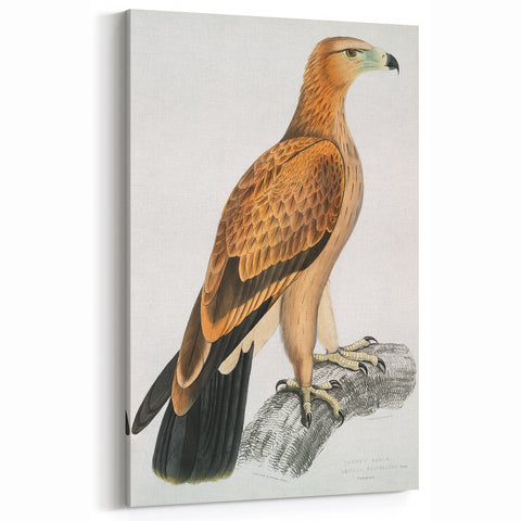 Vintage Wildlife Art - Detailed Illustration of a Majestic Tawny Eagle