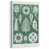 Vintage Scientific Wall Art - Detailed Marine Life Illustration in Green