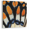 Vibrant Butterfly Wing Close Up - Wildlife Nature Photography Art