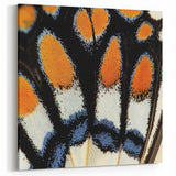 Vibrant Butterfly Wing Close Up - Wildlife Nature Photography Art