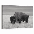 Majestic Bison in Grassland - Wildlife Photography Wall Art for Decor