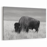 Majestic Bison in Grassland - Wildlife Photography Wall Art for Decor