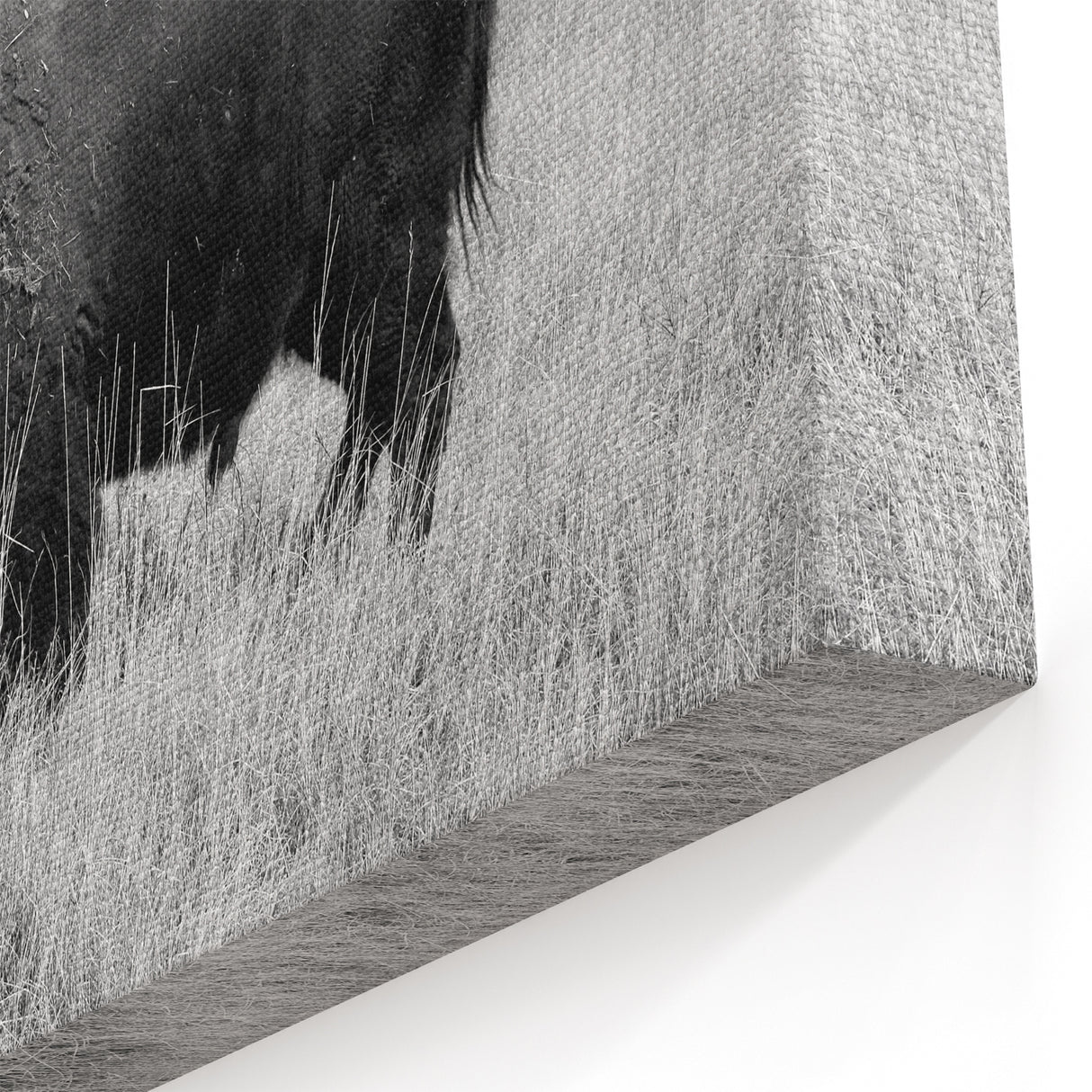 Majestic Bison in Grassland - Wildlife Photography Wall Art for Decor