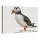 Vibrant Puffin Portrait - Wildlife Photography Wall Art for Decor