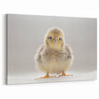 Adorable Baby Chick Wall Art - Perfect for Kids Room Decor