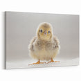 Adorable Baby Chick Wall Art - Perfect for Kids Room Decor