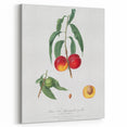 Realistic Wall Art: Botanical Peach Illustration Realism Art Canvas