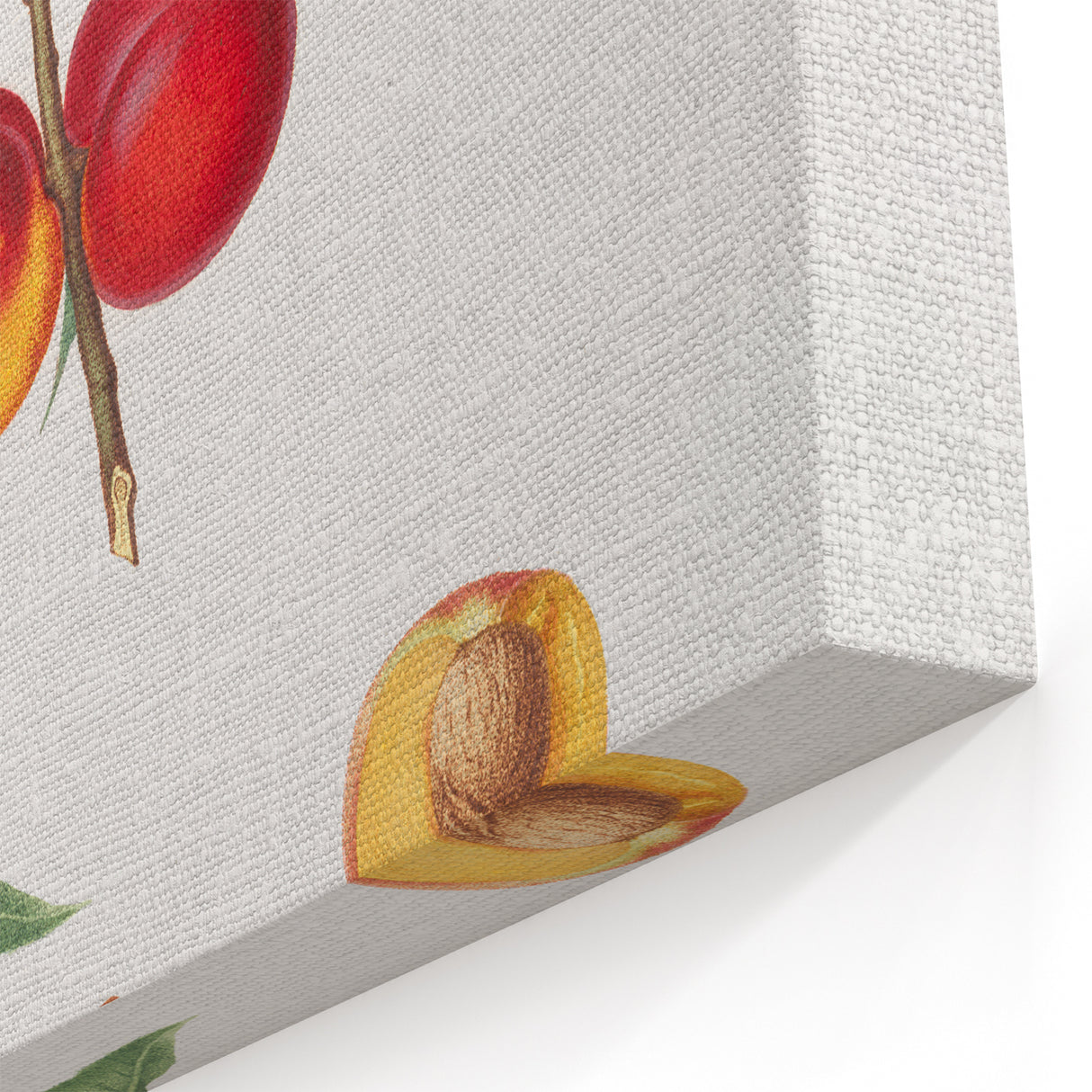 Realistic Wall Art: Botanical Peach Illustration Realism Art Canvas