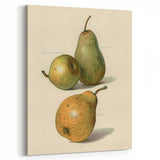 Detailed Art Realism: Botanical Pear Illustration Realism Wall Art Canvas