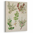 Fine Art Realism: Antique Botanical Illustration of Gaultheria Wall Art