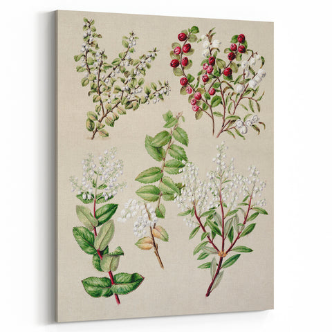 Fine Art Realism: Antique Botanical Illustration of Gaultheria Wall Art