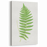 Fine Art Realism: Botanical Fern Illustration Realism Wall Art Canvas