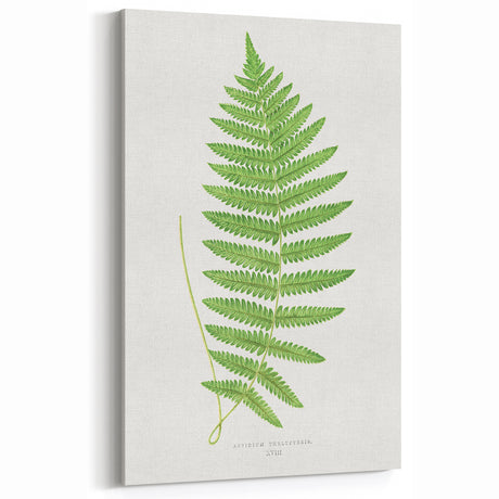 Fine Art Realism: Botanical Fern Illustration Realism Wall Art Canvas