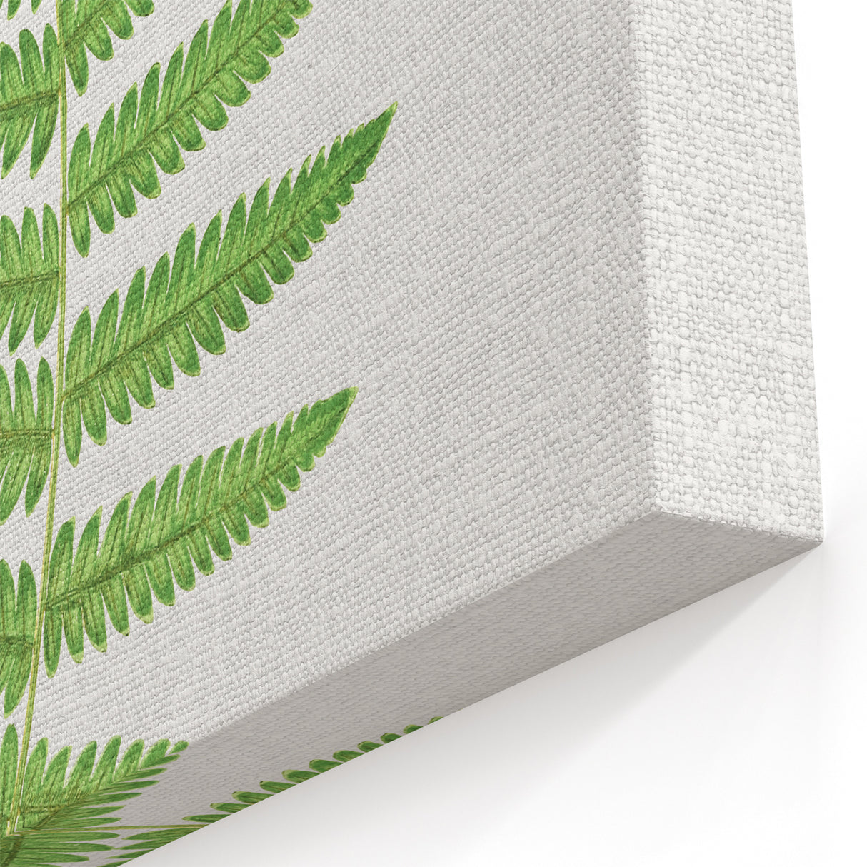 Fine Art Realism: Botanical Fern Illustration Realism Wall Art Canvas