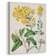 Fine Art Realism: Antique Daisy Botanical Illustration Wall Art Canvas