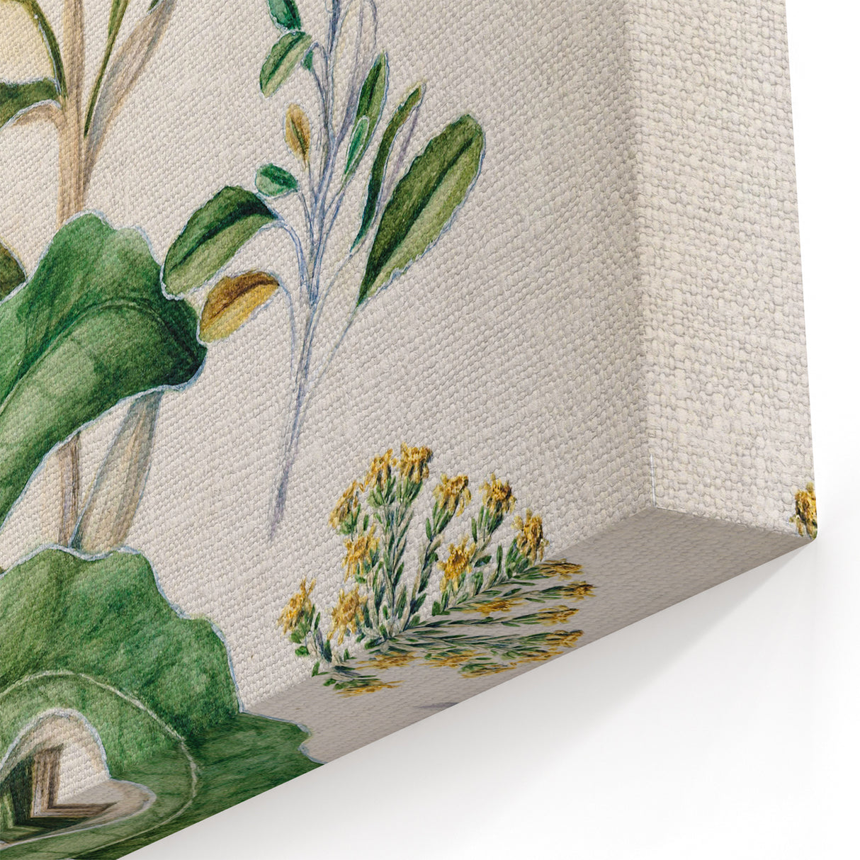 Fine Art Realism: Antique Daisy Botanical Illustration Wall Art Canvas