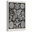 Modern Wall Art - Intricate Black-and-White Botanical Lichen Design