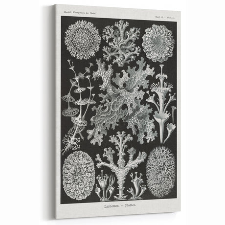 Modern Wall Art - Intricate Black-and-White Botanical Lichen Design