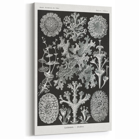 Modern Wall Art - Intricate Black-and-White Botanical Lichen Design